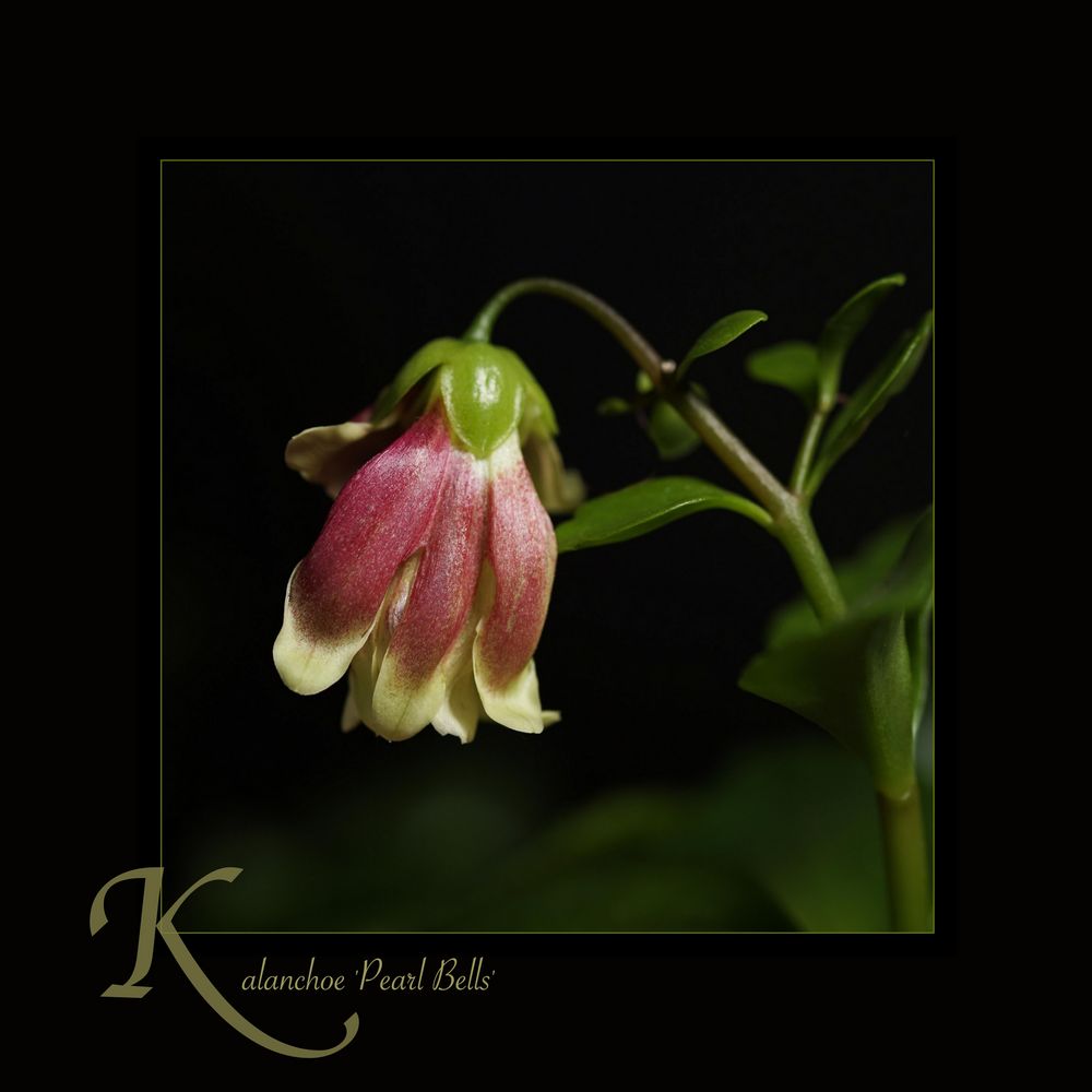 ...Kalanchoe 'Pearl Bells'...