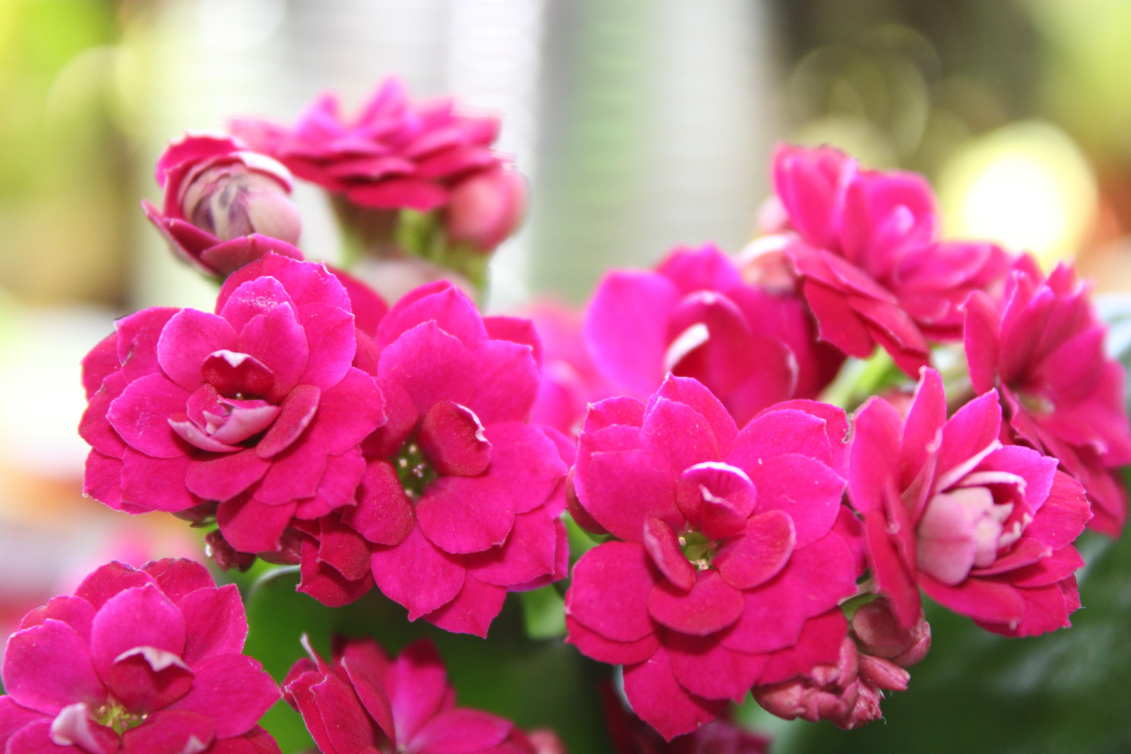 Kalanchoe, pinkfarben (2019) Foto & Bild pink, blühend, zierpflanze
