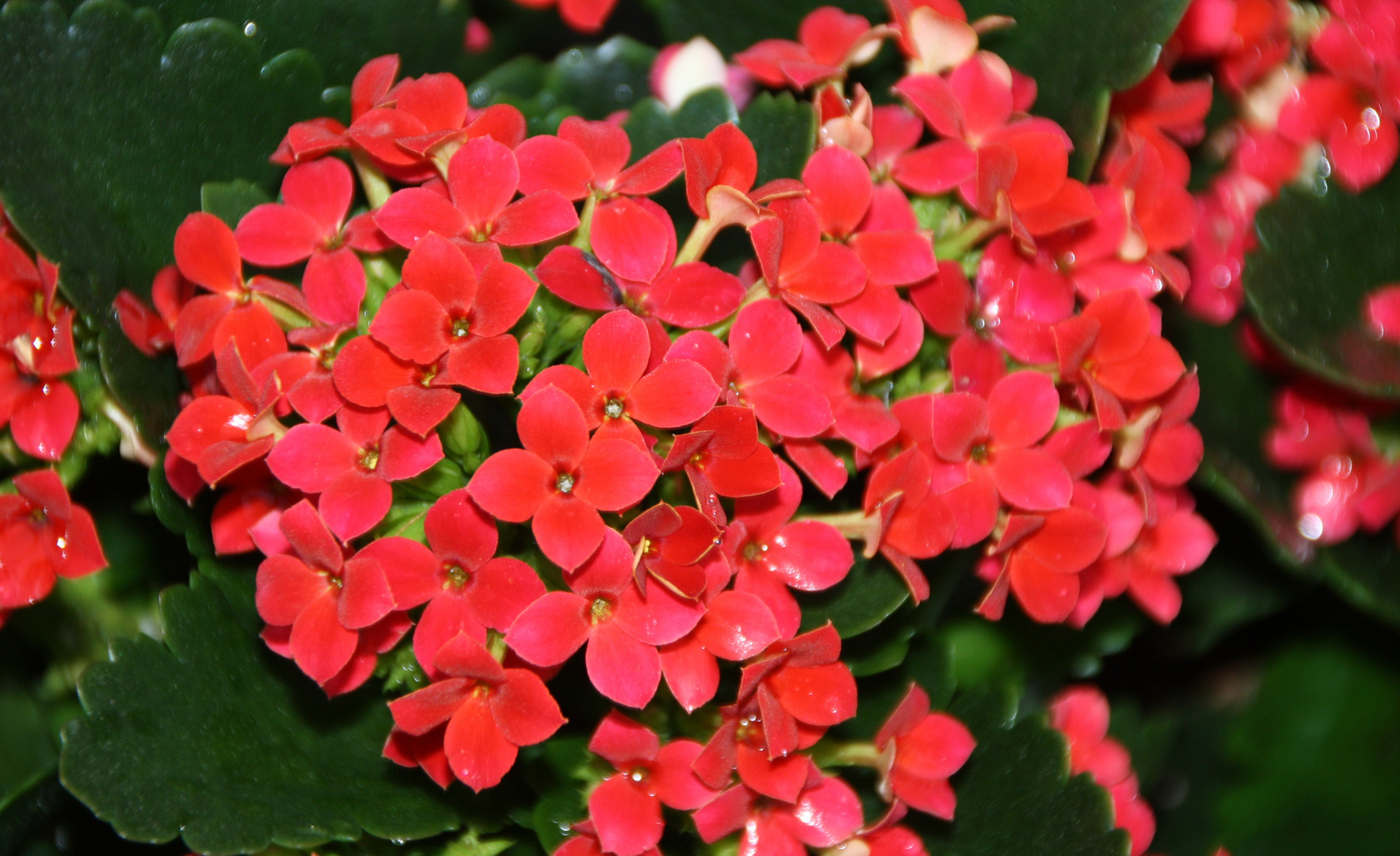 Kalanchoe rot