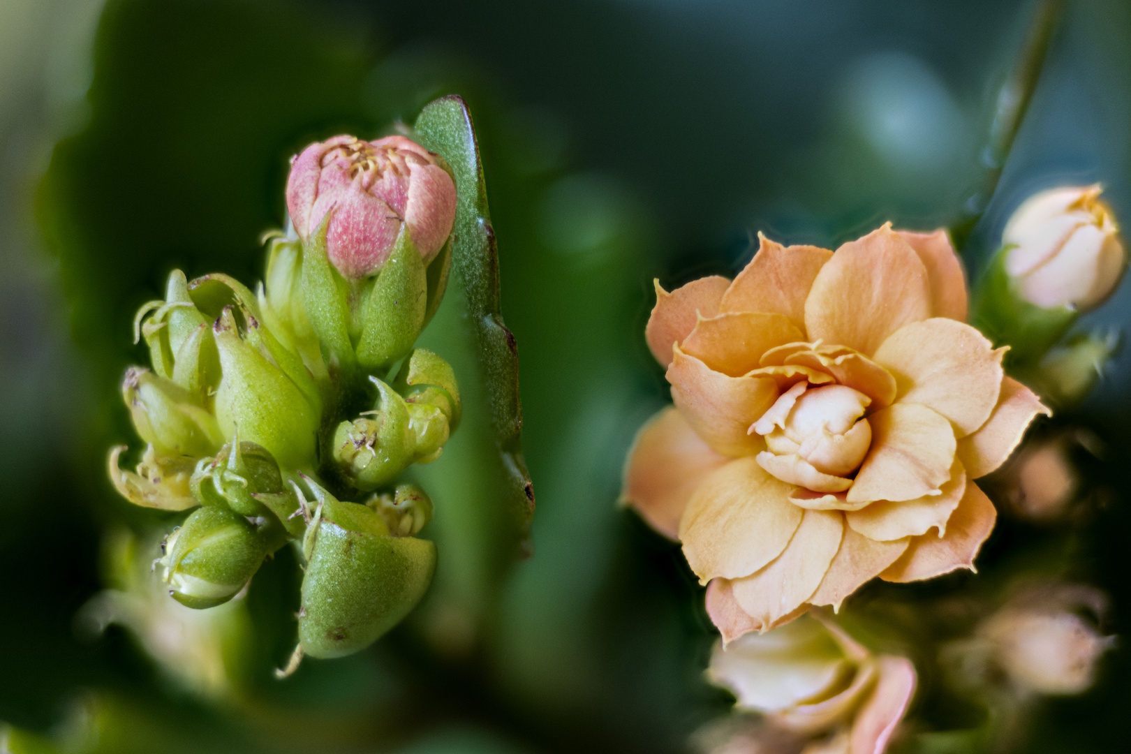 Kalanchoe, Sukkulente 