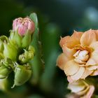 Kalanchoe, Sukkulente 