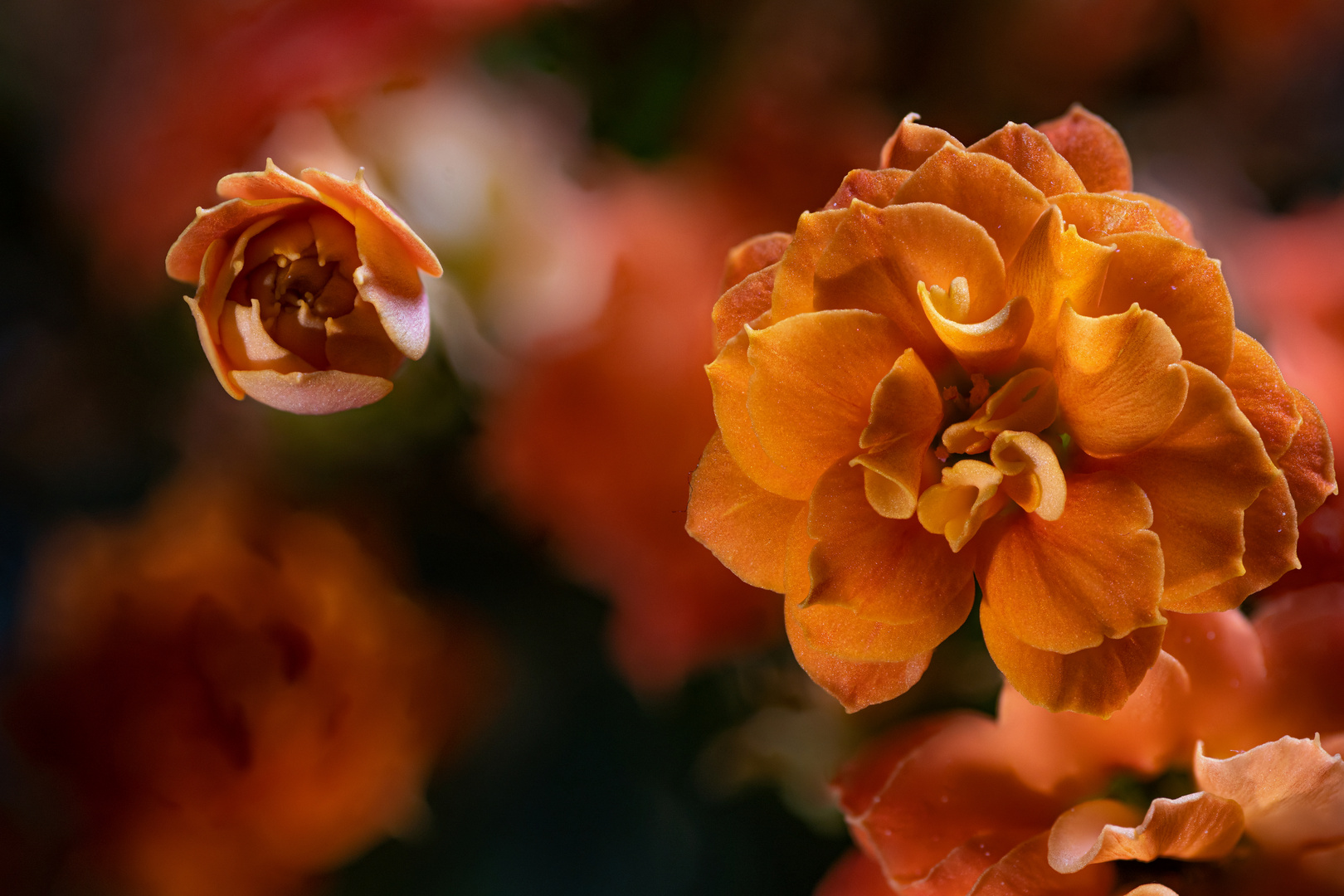 Kalanchoe, Sukkulente