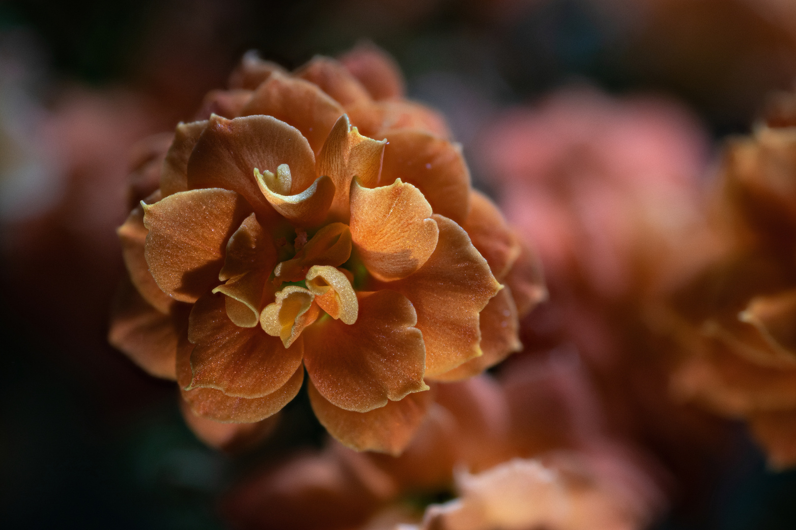 Kalanchoe, Sukkulente