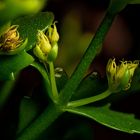 Kalanchoe, Sukkulente