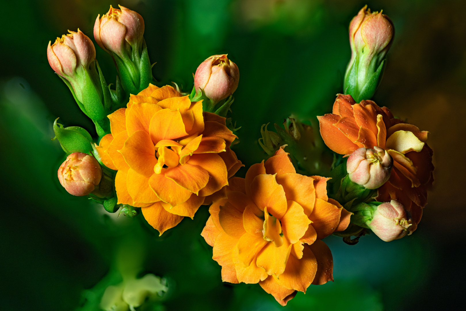 Kalanchoe, Sukkulente