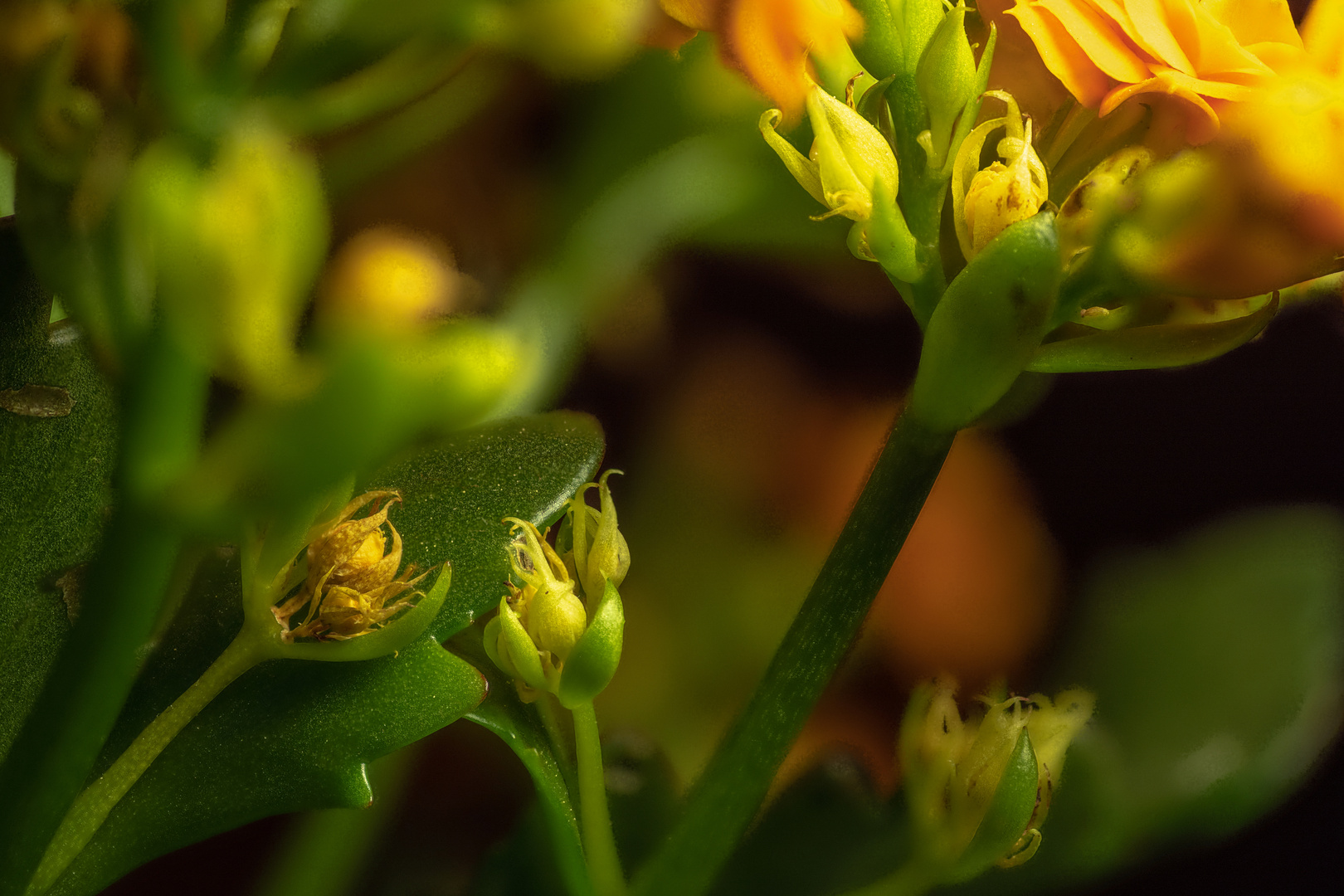 Kalanchoe, Sukkulente