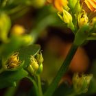 Kalanchoe, Sukkulente