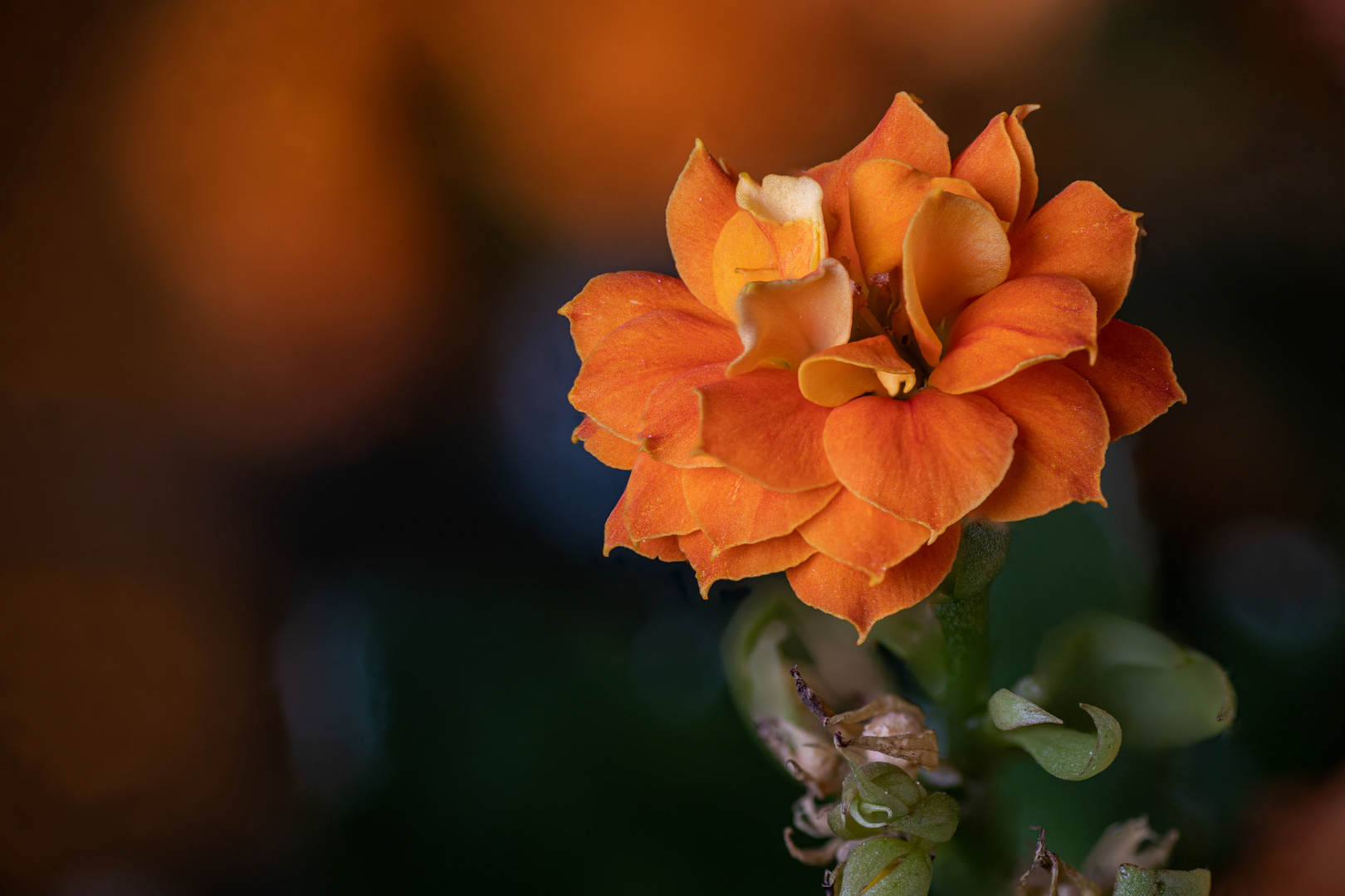 Kalanchoe, Sukkulente