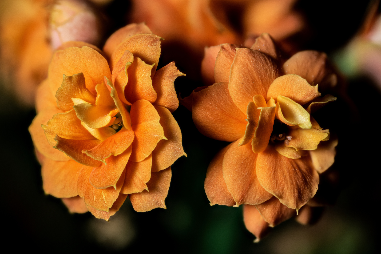 Kalanchoe, Sukkulente