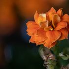 Kalanchoe, Sukkulente