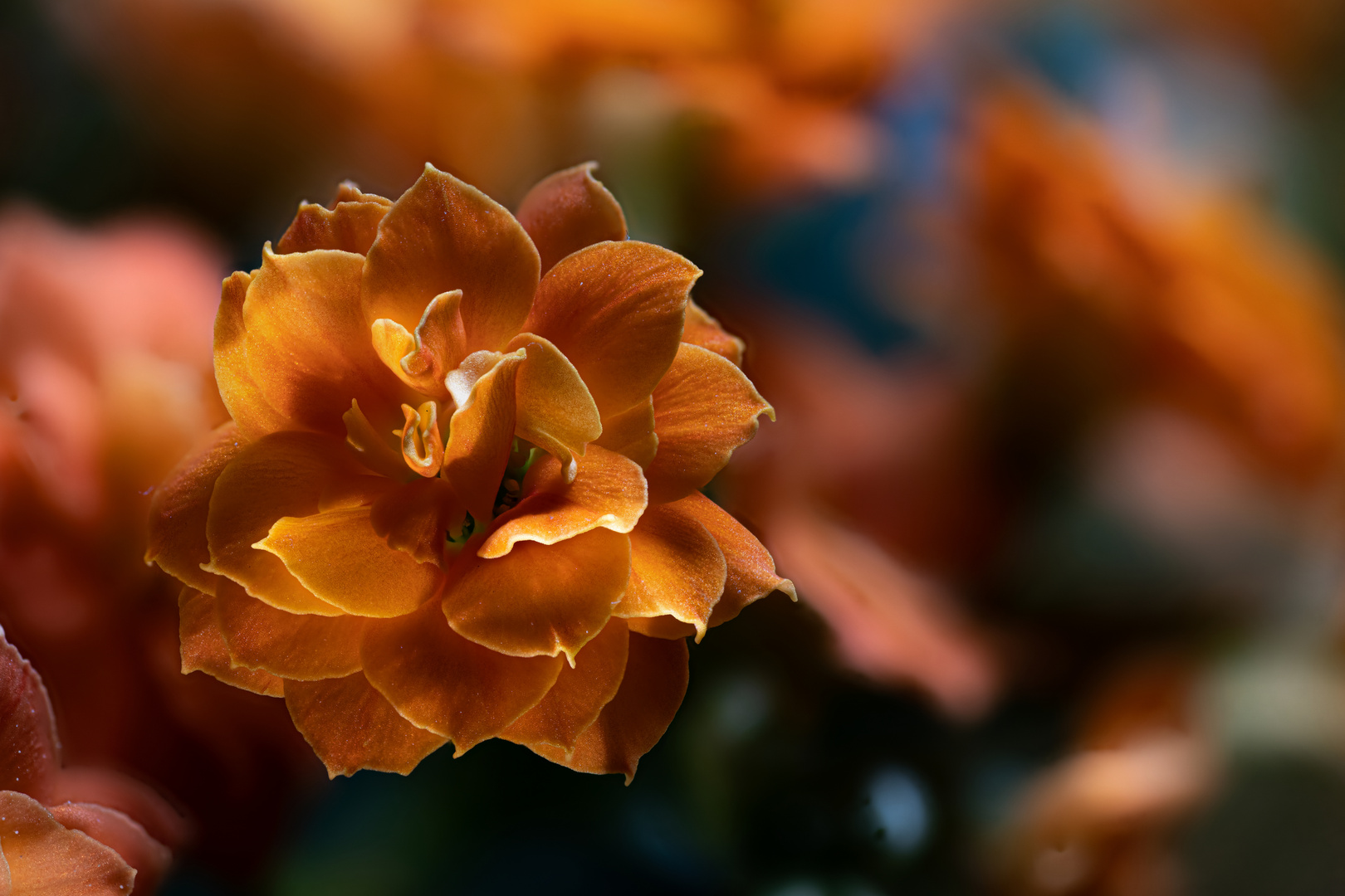 Kalanchoe, Sukkulente