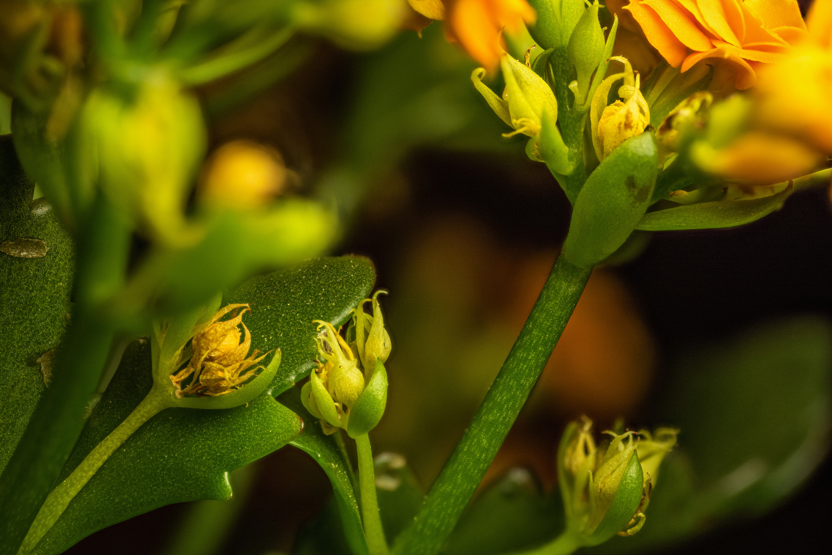 Kalanchoe, Sukkulente