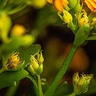 Kalanchoe, Sukkulente