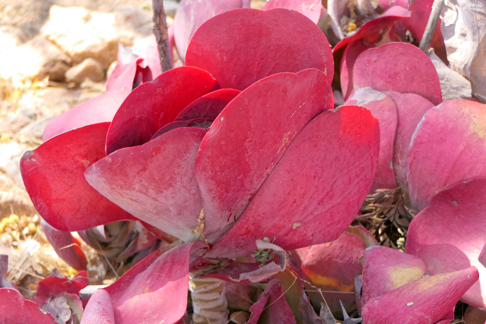 Kalanchoe thyrsiflora