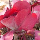 Kalanchoe thyrsiflora