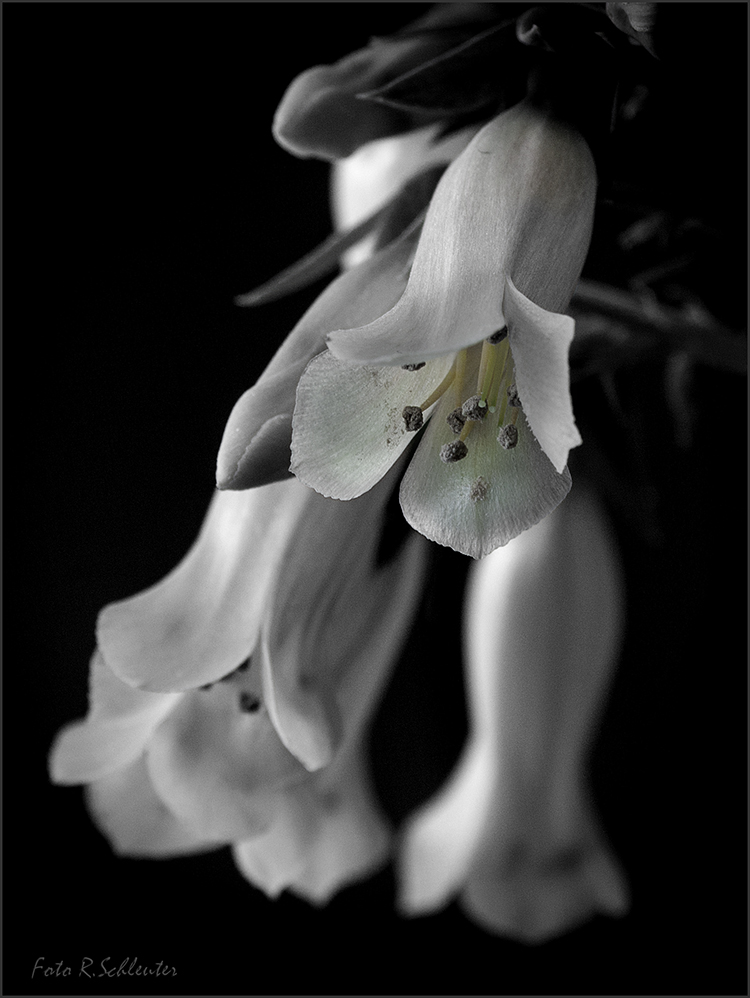 Kalanchoe tubiflora