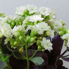 Kalanchoe zum Mittwoch...