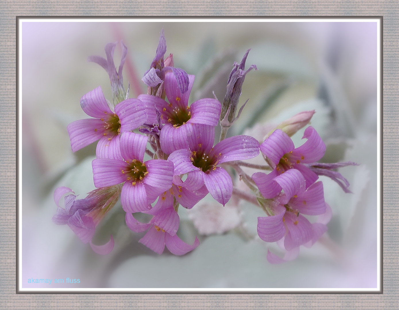 Kalanchoe zum Muttertag