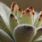 Kalanchoe_tomentosa