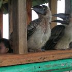 Kalaw-Island in the Sky, Cebu