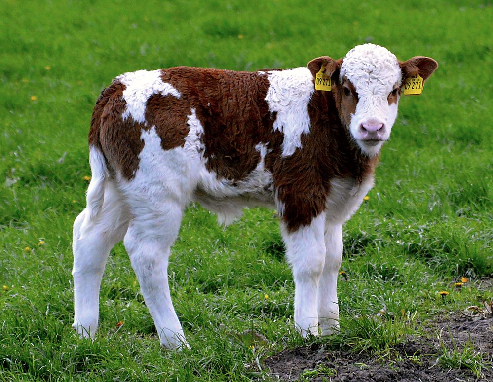 Kalb Foto & Bild tiere, tierkinder, rinderfotografie Bilder auf