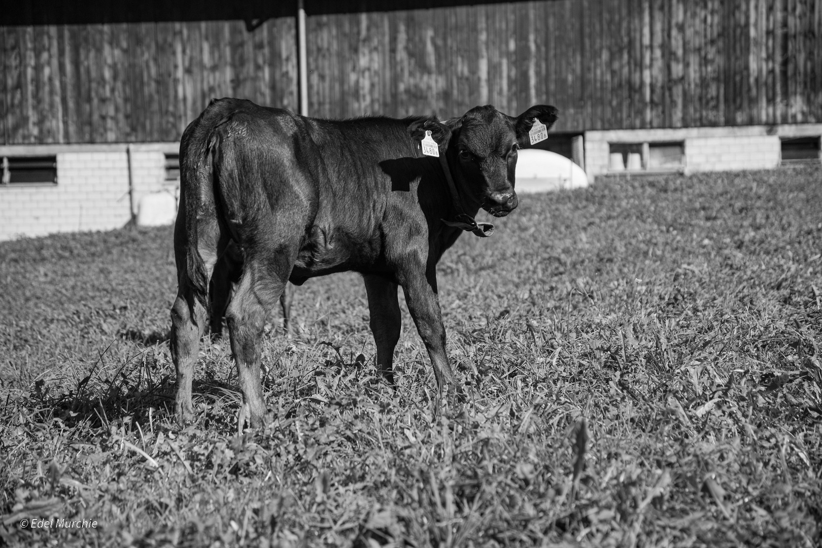 Kalb Foto & Bild tiere, haustiere, nutztiere Bilder auf