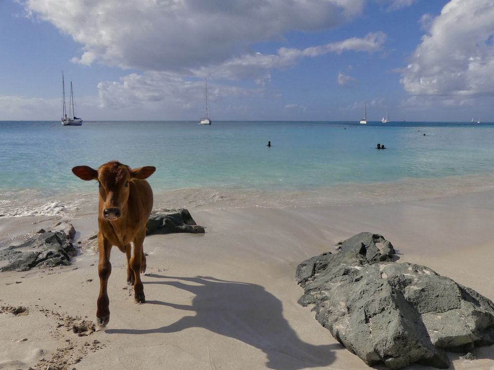 Kalb am Strand