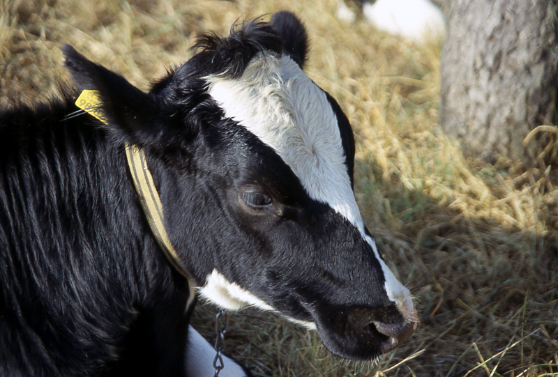 Kalb auf der Weide