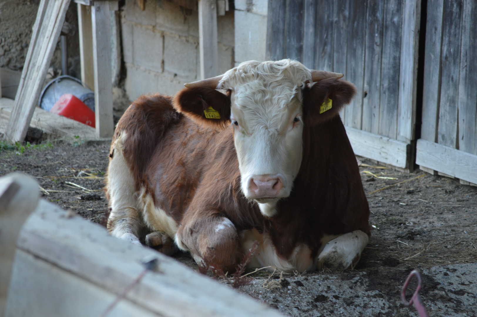 Kalb beim Liegen