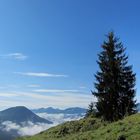 Kalb genießt den Ausblick