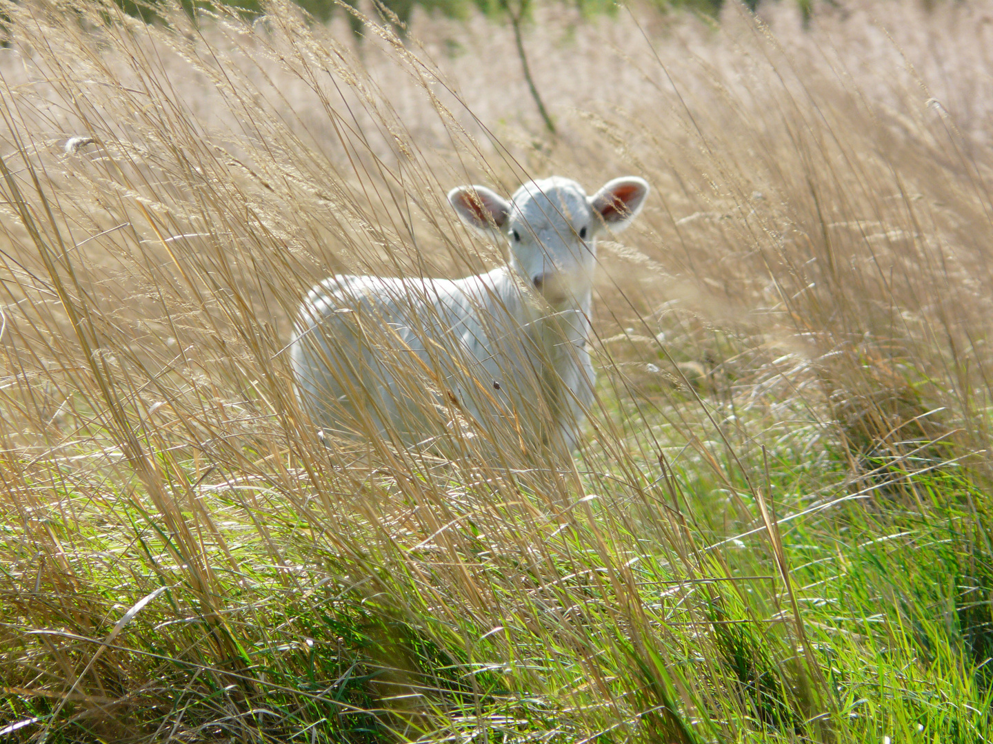 Kalb im Bucher Forst