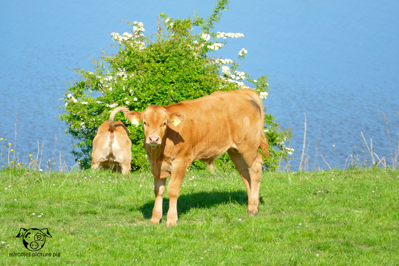 Kalb mit Blickkontakt