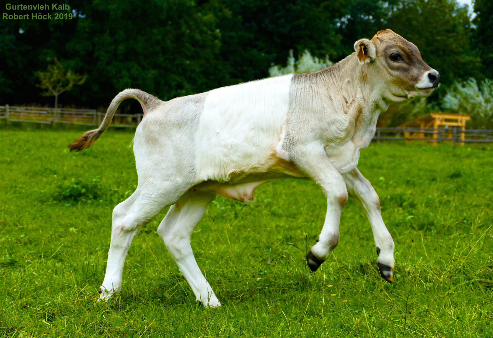 Kalb mit Gurtenzeichnung - Das "Gurtenvieh" ist eine seltene Variante vom Allgäuer Braunvieh