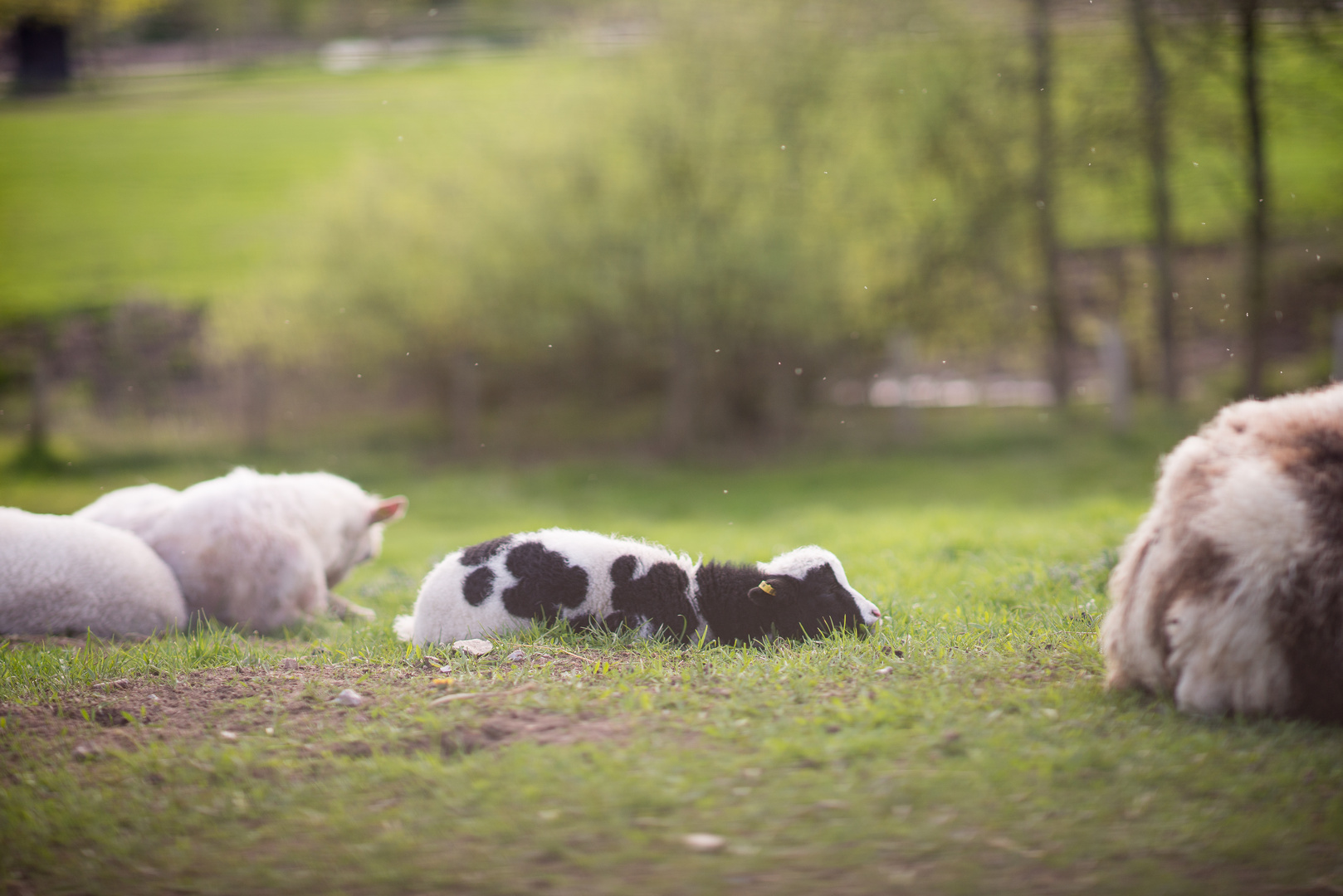 Kalb oder Lamm? 