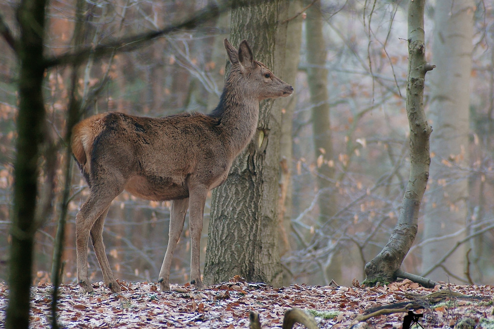 Kalb oder Schmaltier ? Foto &amp; Bild | tiere, wildlife, säugetiere Bilder ...