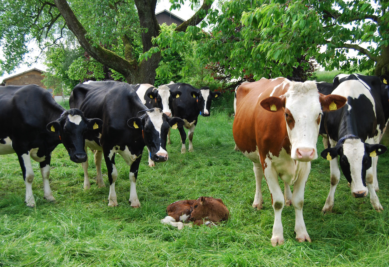 Kalb von Kühen beschützt