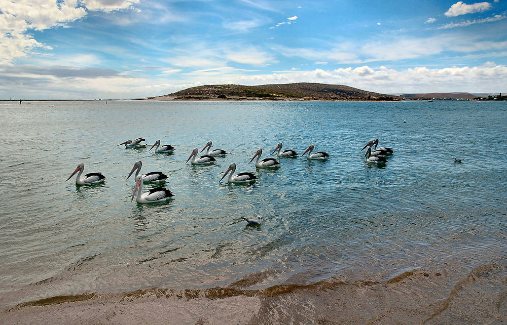 Kalbarri - Murchison River