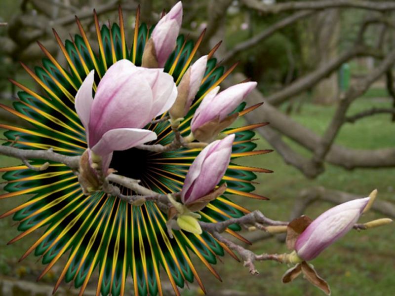 Kaleidoscop mit Magnolienzweig