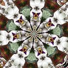 Kaleidoskop