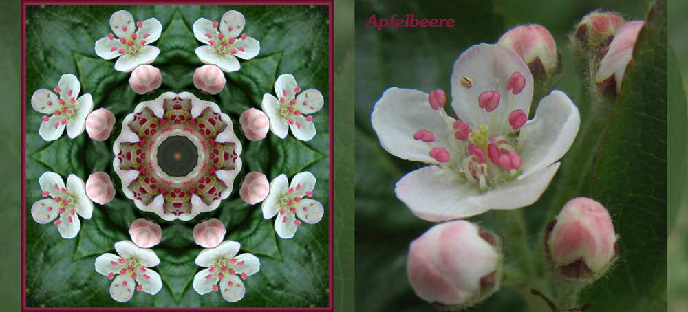 Kaleidoskop Apfelbeere / Aronia