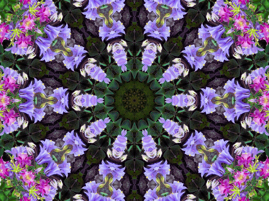 Kaleidoskop aus Akeleiblüten