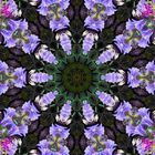 Kaleidoskop aus Akeleiblüten