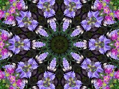 Kaleidoskop aus Akeleiblüten