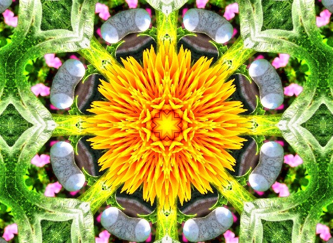 Kaleidoskop einer Sonnenblume!