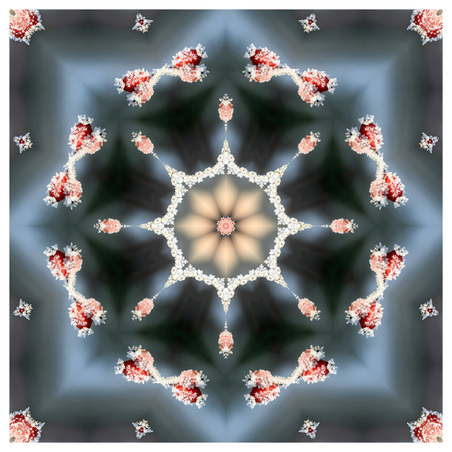 Kaleidoskop Eisbedeckte Hagebutte