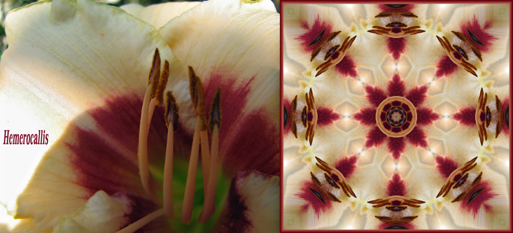 Kaleidoskop Hemerocallis