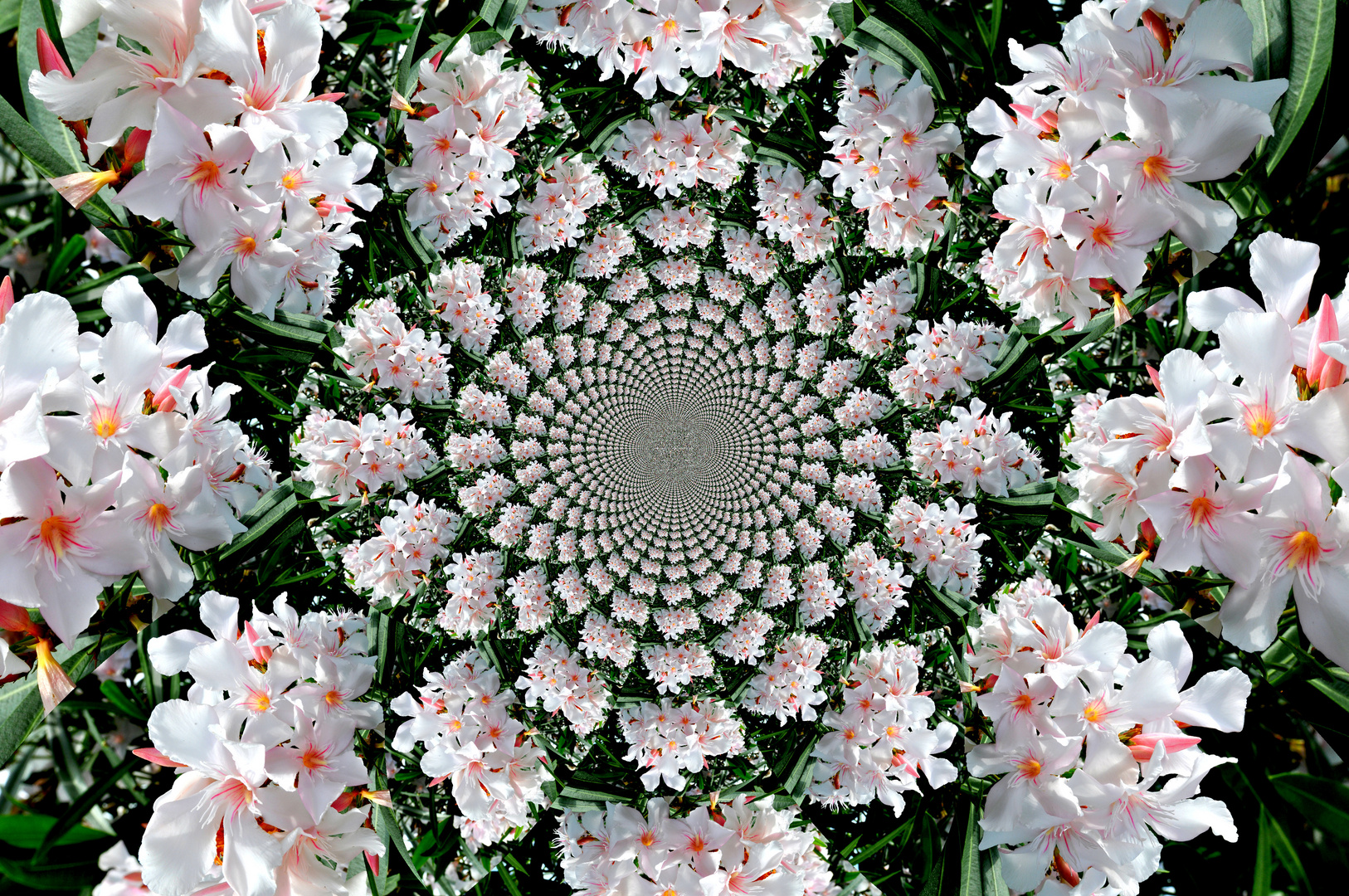 Kaleidoskop Oleander