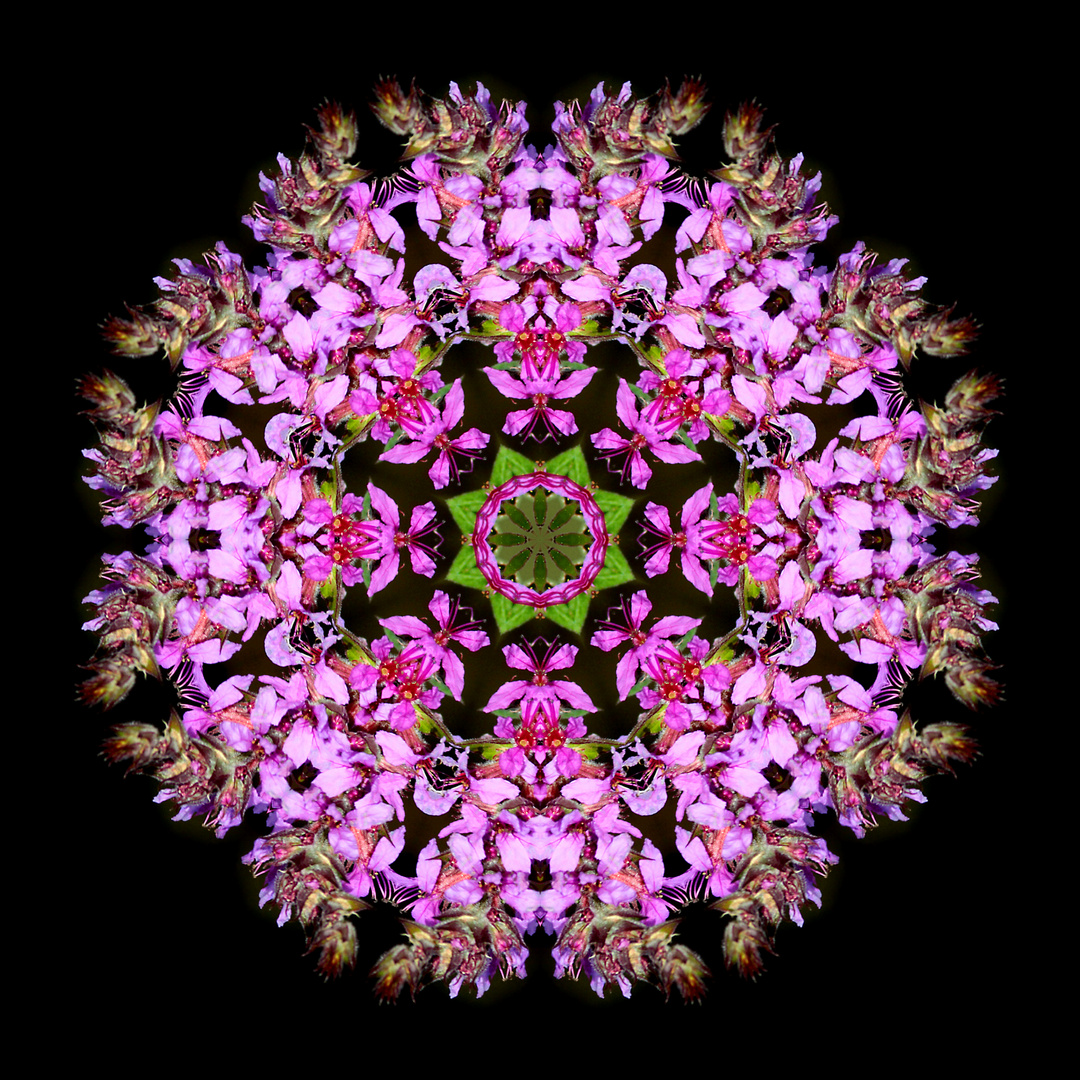 Kaleidoskopische Bilder von wilden Blumen