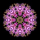 Kaleidoskopische Bilder von wilden Blumen