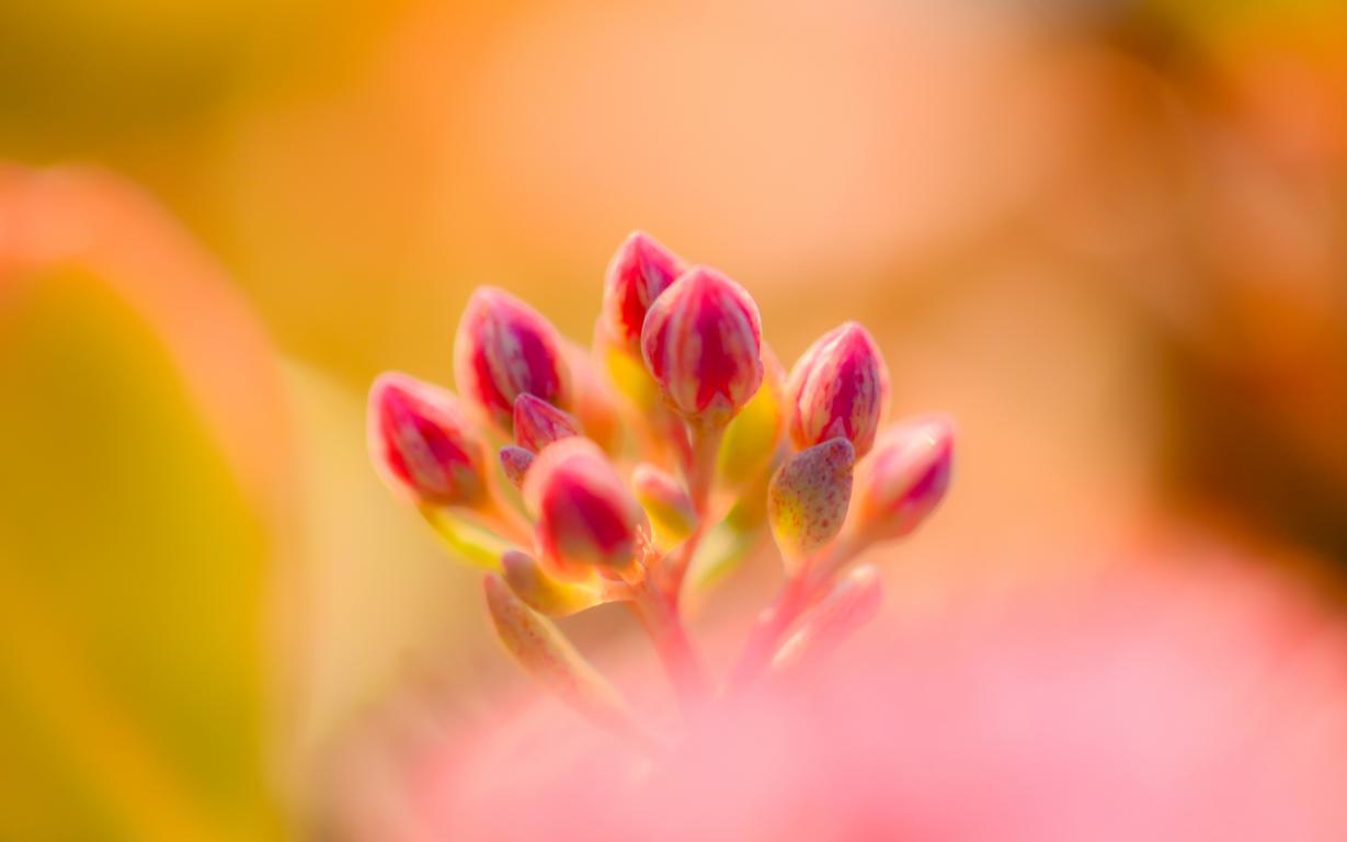 kalendarische Herbst im Garten. 22.09.2020